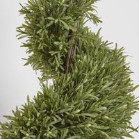 Rosemary Spiral Tree 1.2m