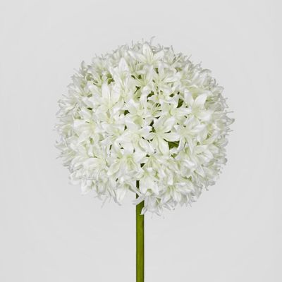Allium Flower White
