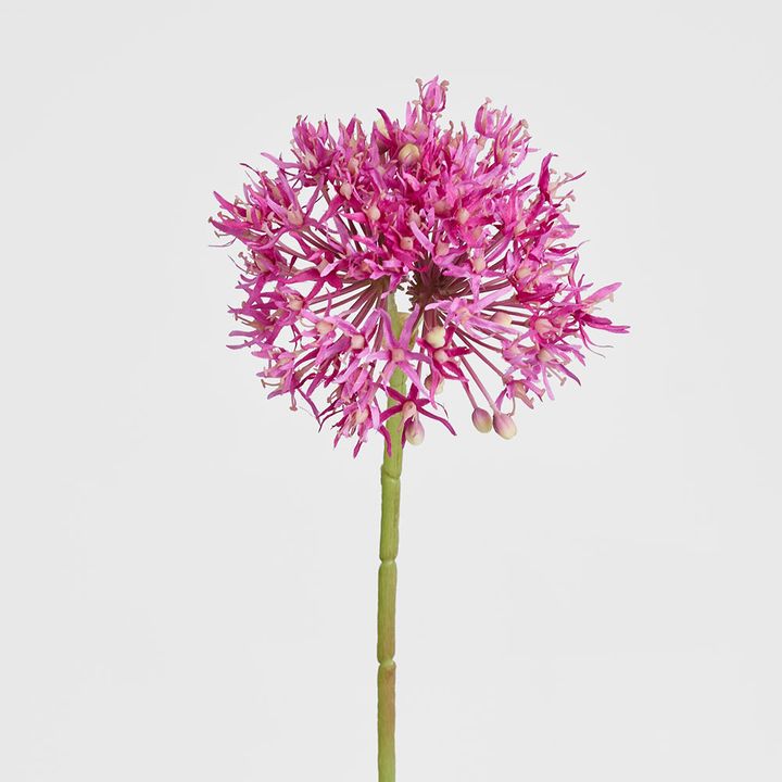 Allium Flower Stem 74cm Fuchsia