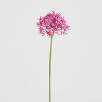 Allium Flower Stem 74cm Fuchsia