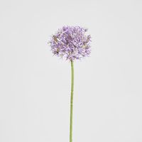 Allium Flower Stem 74cm Lavender