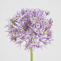 Allium Flower Stem 74cm Lavender