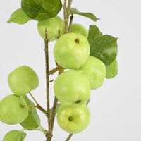 Wild Crab Apple Stem Green