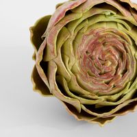 Cut Artichoke Purple