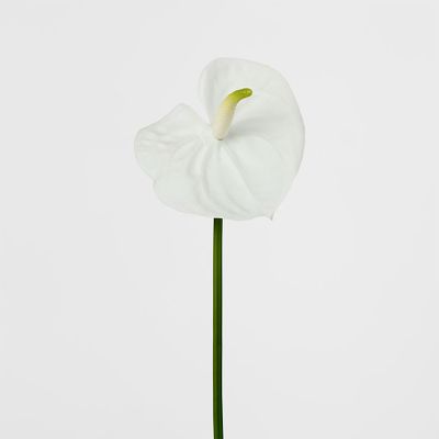 Anthurium Lily Real Touch White