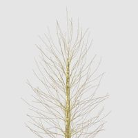 Aurora Forest Light Up Tree 150cm with 810 LED Twinkling Lights