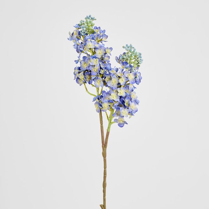 Baby Delphinium Blue