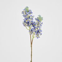 Baby Delphinium Blue