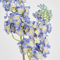 Baby Delphinium Blue