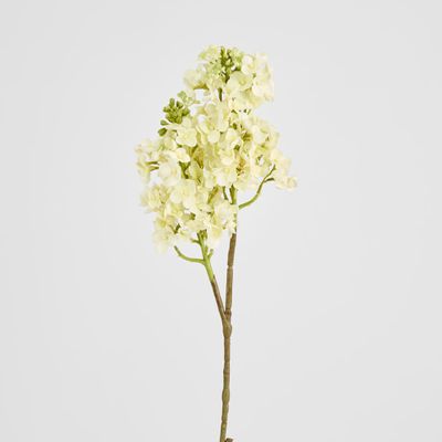 Baby Delphinium White