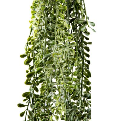 Wild Hanging Vetch Bush 1.6m