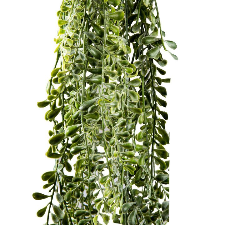 Wild Hanging Vetch Bush 1.6m