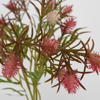 Wild Berry Bundle Dark Pink