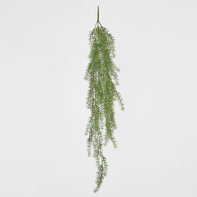 Asparagus Hanging Bush 1.05m