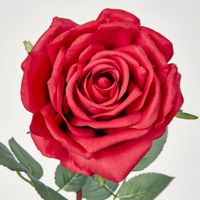 Bella Rose Real Touch 68cm Red