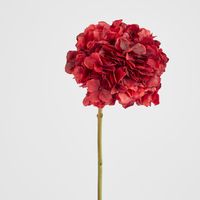 Round Head Hydrangea Burgundy