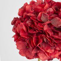 Round Head Hydrangea Burgundy