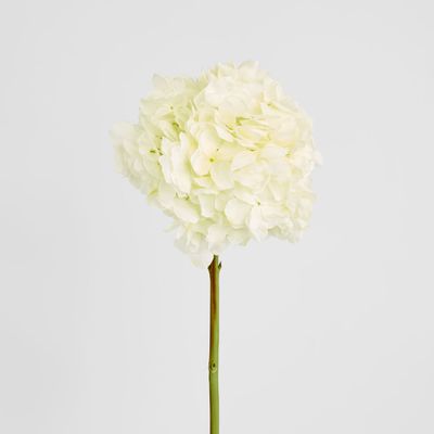Round Head Hydrangea White
