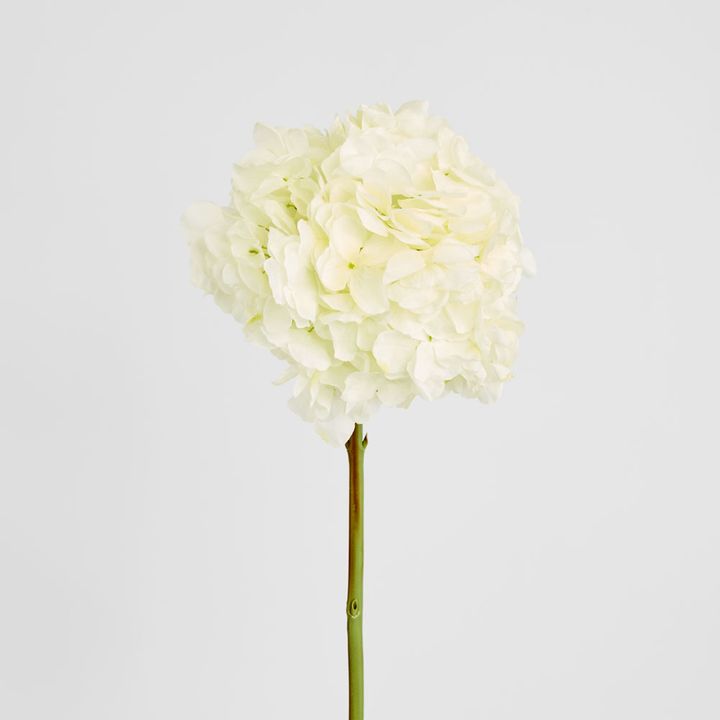 Round Head Hydrangea White