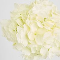 Round Head Hydrangea White