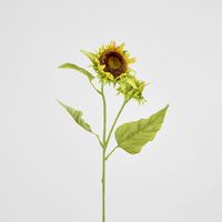 Seeding Sunflower Floral Stem