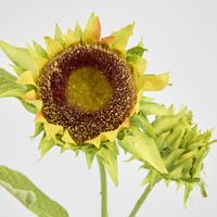 Seeding Sunflower Floral Stem