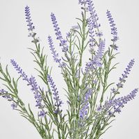 Lavender Spray Purple