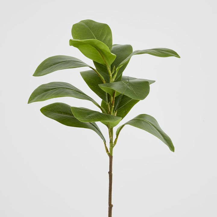 Magnolia Green Leaf Stem