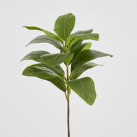 Magnolia Green Leaf Stem