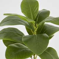 Magnolia Green Leaf Stem