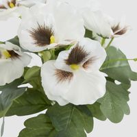 White Pansy Bush 32cm