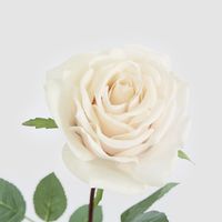 Peach Rose Bouquet x 8 5 Large 3 Small