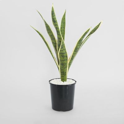 Mother in Laws Tongue Potted 62cm