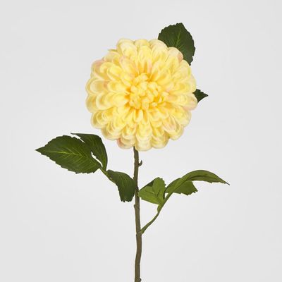 Single Ball Dahlia 74cm Yellow