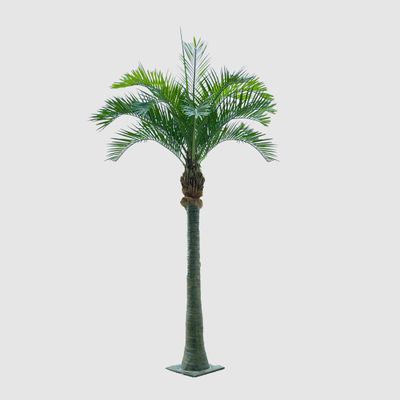 Coconut Palm 4.5m