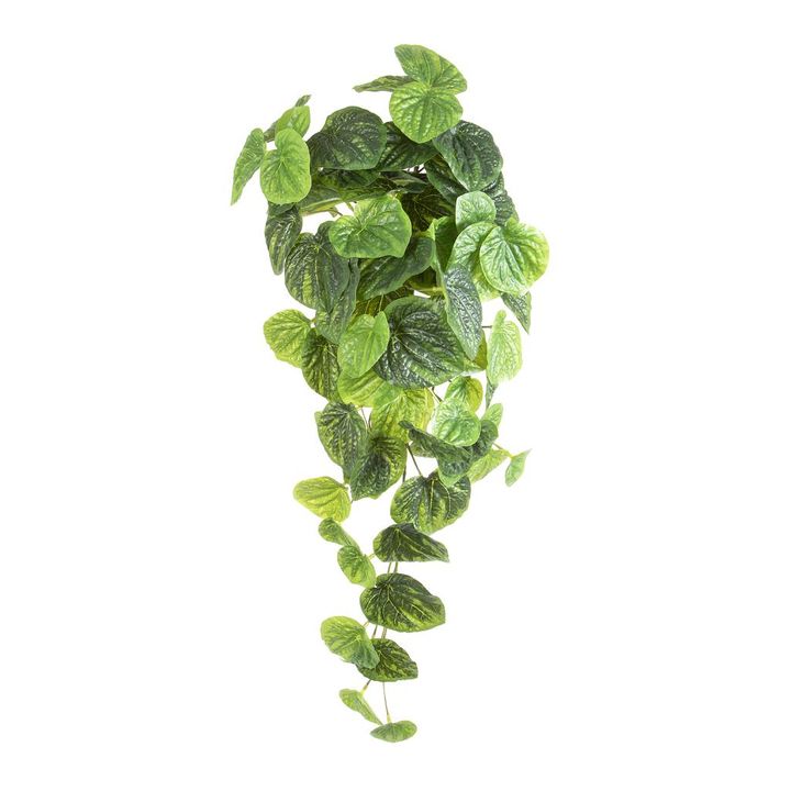 Peperomia Hanging Bush Real Touch 65cm