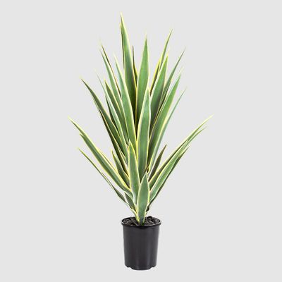 Yucca Head Variegated 78cm