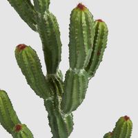 Potted Cactus 98cm
