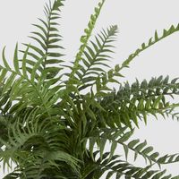 Potted Fern 40cm