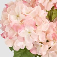 Hydrangea Bush With 7 Heads Pink