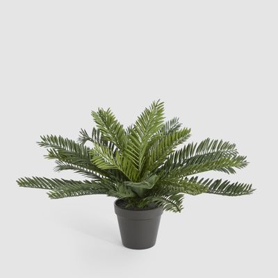 Mini Cycas Fern in Black Pot