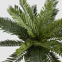 Mini Cycas Fern in Black Pot