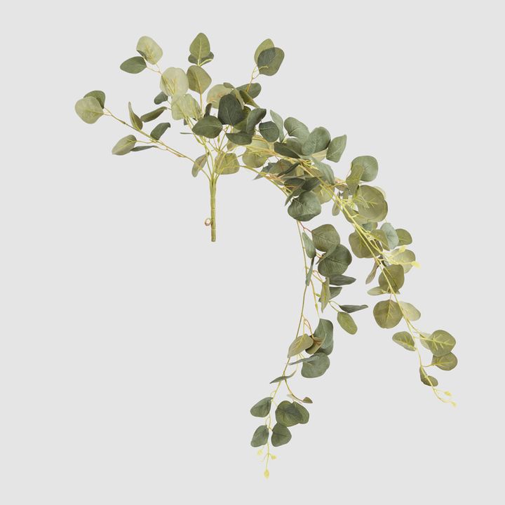 Eucalyptus Hanging Bush