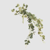 Eucalyptus Hanging Bush