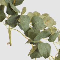 Eucalyptus Hanging Bush