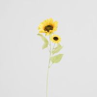 Sunflower Stem With 2 Heads