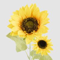 Sunflower Stem With 2 Heads