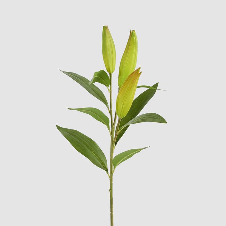 Lily Bud Stem