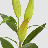 Lily Bud Stem
