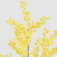 Mimosa Spray 78cm